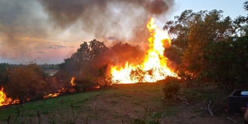 Burning rubber vine